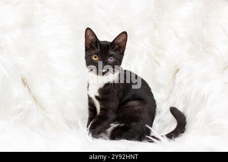 Eine bezaubernde schwarz-weiße Katze, die auf flauschigem weißem Fell liegt und ihre einzigartigen Eigenschaften wunderschön zeigt Stockfoto