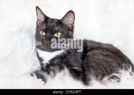 Eine schwarz-weiße Katze, die sich durch ihre auffälligen gelben Augen auszeichnet, liegt bequem auf einer weichen, flauschigen weißen Decke im Zimmer Stockfoto