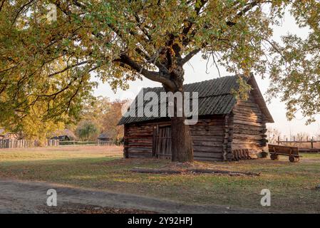 Alte Holzscheune auf dem Land. Traditionelle ukrainische Holzscheune unter einem Baum bei warmen Herbstsonnenuntergang. Stockfoto