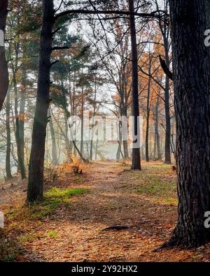 Pfad im Herbstwald. Baum bedeckt mit dünnem Nebel in Sonnenstrahlen am frühen Morgen. Boden bedeckt mit orange gefallenen Blättern. Stockfoto