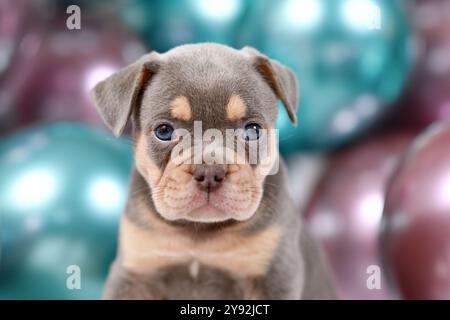 Porträt eines 6 Wochen alten gesunden braunen französischen Bulldoghund Welpen mit bunten Ballons im Hintergrund Stockfoto