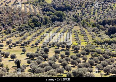 Ackerland und Olivenhaine um Montemassi in der Provinz Grosseto. Italien Stockfoto