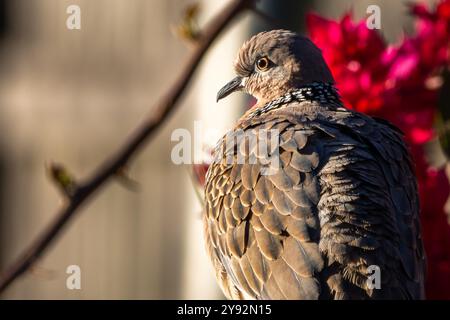 Portrait of a Spotted Dove Stockfoto