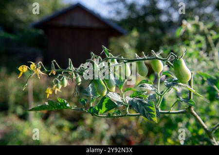 Tomaten Reifen auf einem Zweig im Garten. Kirschtomaten auf einem Zweig. Stockfoto