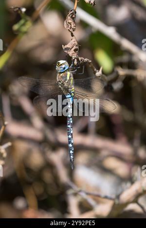 Herbst-Mosaikjungfer, Mosaikjungfer, Herbstmosaikjungfer, Männchen, Aeshna mixta, die knappe aeshna, ein migrantischer Hawker, männlich, L'Æschne Mischling Stockfoto