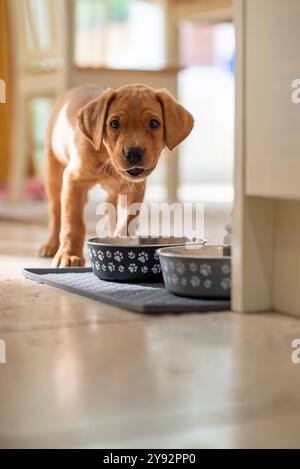 Fuchsroter Labrador-Welpe steht an Futter- und Wasserschalen, isst, trinkt. Stockfoto