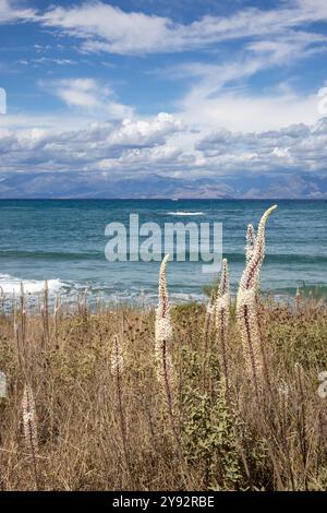 Blüten von Drimia maritima, die wild an der Küste wachsen. Blaues Wasser des Ionischen Meeres im Nordosten der Insel. Berge in Albanien auf der Ho Stockfoto