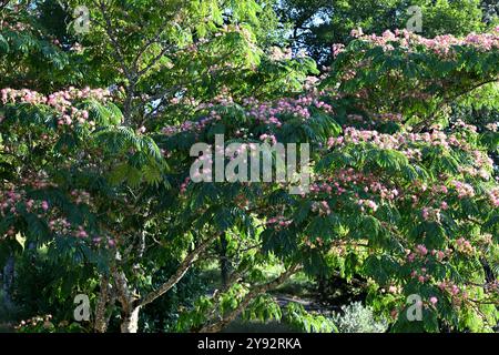 Persischer Seidenbaum mit seinen charakteristischen rosa Blüten Stockfoto