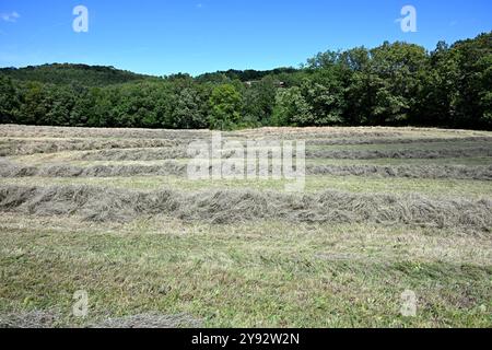 Reihen von geschnittenem Gras auf einem französischen Feld, die darauf warten, gepresst zu werden Stockfoto