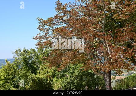 Erkrankter Rosskastanienbaum mit verfärbten Blättern Stockfoto