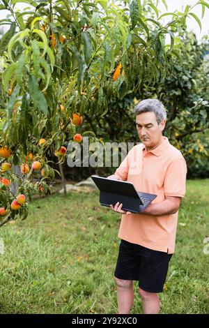 Mann benutzt eine Tablette in einem Obstgarten, um die Kategorie der Reifen Pfirsiche auf Bäumen zu überprüfen. Stockfoto