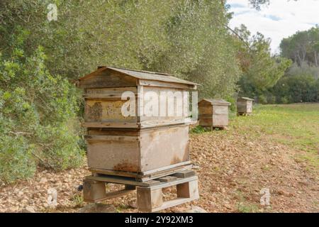 Holzbienhäuser auf einem grünen Feld unter sonnigem Himmel, Bienenstock auf dem Land, Bienenzucht, Naturkonzept auf mallorca, spanien balearen Inseln Stockfoto