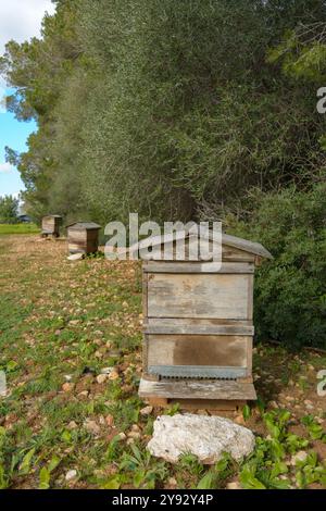 Ein einziger Bienenkorb in einer natürlichen Umgebung mit umliegenden Bäumen, Bienenstock auf dem Land, Imkerei, Naturkonzept auf mallorca, spanien balearen Stockfoto