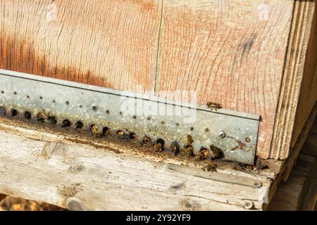 Detaillierte Ansicht der Bienen am Eingang eines Holzbienenstocks, Bienenstock auf dem Land, Imkerei, Naturkonzept auf mallorca, spanien balearen Inseln Stockfoto