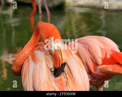 Rosafarbener Flamingo, der im Teich seine Federn sprießt, Phoenicoparrus-Vogel mit leuchtendem rosa Gefieder Stockfoto