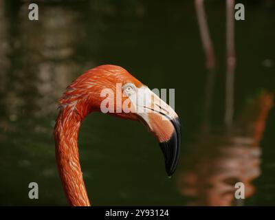 Seitliches Porträt und Nahaufnahme von rosa Flamingos in einem Teich. Stockfoto