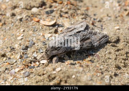 Agrius convolvuli, die Falkenmotte, am Strand von Constanta, Rumänien. Selektiver Fokus, geringe Schärfentiefe Stockfoto