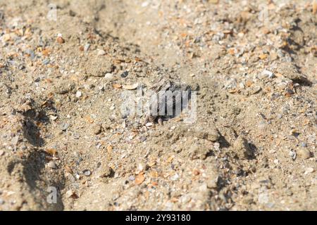 Agrius convolvuli, der Falke Falke-Falter, Schmetterling auf dem Sand von Constanta Beach, Rumänien. Selektiver Fokus, geringe Schärfentiefe Stockfoto