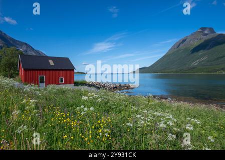 Ein wunderschöner Fjord in Norwegen mit einem kleinen roten Häuschen und einer blühenden Wiese im Vordergrund. Stockfoto