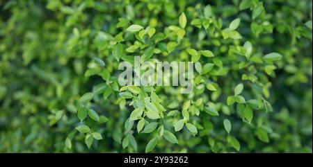 Die Blätter sind hellgrün, tragen zum üppigen Laub bei und zeigen die Schönheit der Natur im Freien, mit lebendigem Wachstum und frischem Stockfoto