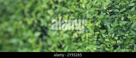 Die Blätter sind hellgrün, tragen zum üppigen Laub bei und zeigen die Schönheit der Natur im Freien, mit lebendigem Wachstum und frischem Stockfoto