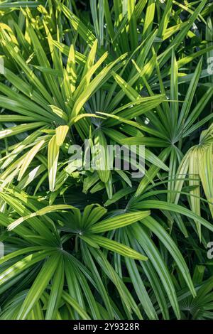 Die Palmblätter wiegen in der tropischen Brise, ihr lebhaftes grünes Laub trägt zur üppigen Dschungelvegetation bei und schafft ein perfektes Naturparadies in Stockfoto