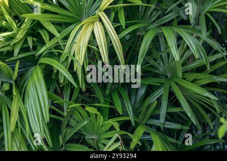 Die Palmblätter breiten sich im tropischen Dschungel aus, ihr grünes Laub sonnt sich im Sonnenlicht und schafft eine üppige und lebendige Atmosphäre in der Natur Stockfoto