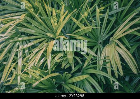Die Palmblätter breiten sich im tropischen Dschungel aus, ihr grünes Laub sonnt sich im Sonnenlicht und schafft eine üppige und lebendige Atmosphäre in der Natur Stockfoto