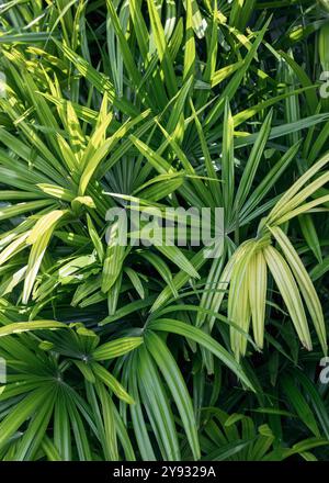 Die Palmblätter wiegen in der tropischen Brise, ihr lebhaftes grünes Laub trägt zur üppigen Dschungelvegetation bei und schafft ein perfektes Naturparadies in Stockfoto