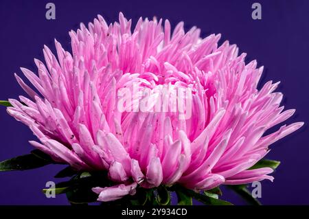 Blühende pinkfarbene Aster Lady Coral auf lila Hintergrund. Blumenkopf-Nahaufnahme Stockfoto