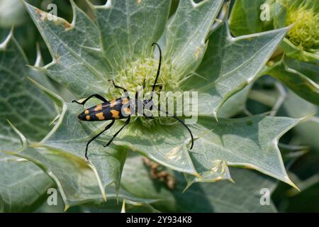 Vierbändiger Langhornkäfer (Leptura quadrifasciata), der in Sanddünen auf seeholzblüten (Eryngium maritumum) nekariert, Kenfig NNR, Glamorgan, Vereinigtes Königreich Stockfoto