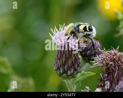 Bienenkäfer (Trichius fasciatus), ein Hummelmimimikum, auf der Suche nach kriechenden Disteln (Cirsium arvense), Kenfig NNR, Glamorgan, Wales, Vereinigtes Königreich, Juni. Stockfoto