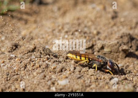 Bienenwolf / Bienenmetzler-Wespe (Philanthus triangulum) Weibchen, das Vorderbeine benutzt, um Boden hinter sich zu stoßen, während sie eine Nesthöhle in Dorset, Großbritannien, ausgräbt. Stockfoto