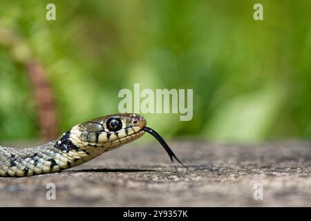 Grasschlange (Natrix natrix) schwingt mit der Zunge, während sie sich über die Steinumrandung zu einem Gartenteich bewegt, Wiltshire, Großbritannien, Juni. Stockfoto