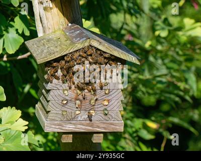Honigbiene (APIs mellifera) kleiner Schwarm, der vorübergehend auf einem Insektenhotel in einem Garten in Wiltshire, Großbritannien, im August. Stockfoto
