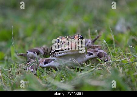 Froschnase hebt sich in Einem Nahaufnahme-Porträt hervor Stockfoto