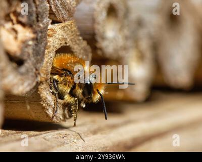 Orangen-belüftete freimaurerbiene (Osmia leaiana), die im Juni in einem Insektenhotel in Wiltshire Garden, Großbritannien, aus ihrem Nest auftaucht Stockfoto