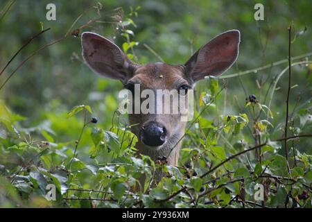 White Tail Doe Blickt Aus Grünen Büschen Stockfoto