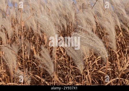 Golden Autumn Amur Silvergrass Grasfeld im Wind unter blauem Himmel Stockfoto