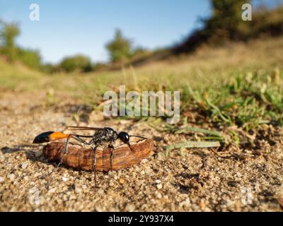 Die Rotbandsandwespe (Ammophila sabulosa) schleppt eine raupe, die sie gelähmt hat, zu ihrem Nest, um als Nahrung für ihre Larven auf sandigen Heideflächen in Dorset zu dienen Stockfoto