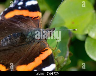 Roter Admiral-Schmetterling (Vanessa atalanta), der Efeu-Blüten (Hedera helix) in einem Garten, Wiltshire, Großbritannien, Oktober. Stockfoto