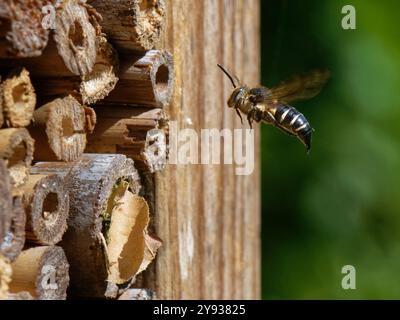 Glänzende, belüftete scharfe Schwanzbiene / Kuckuckbiene (Coelioxys inermis), die in der Nähe eines Insektenhotels schweben und nach Leafcutter-Bienennestern suchen, die sie parasitieren können, Wil Stockfoto