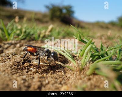 Schildkäfer-Stalker-Wespe (Astata boops) schleppt eine gelähmte Bischof-Gehrungsschildkäfer-Nymphe (Aelia acuminata) in ihre Nestgräbe, Dorset Heathland, Großbritannien. Stockfoto