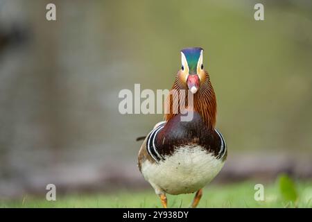 Nahaufnahme einer farbenfrohen männlichen Mandarinenente in Großbritannien. Stockfoto