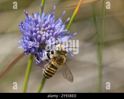 Silberne Blattschneider-Biene (Megachile leachella), die Pollen von einer Schafskämmblume (Jasione montana) an den Küstendünen in Dorset, Großbritannien sammelt Stockfoto