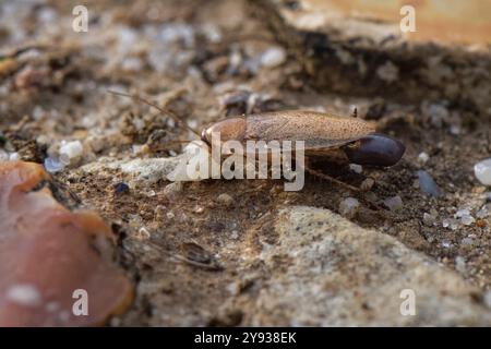 Tawny Kakerlake (Ectobius pallidus) Weibchen mit einem Eiersack / Outheca auf einem Sandweg durch Heide, Dorset, Großbritannien, August. Stockfoto