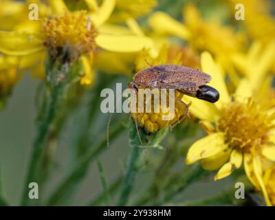 Tawny-Kakerlake (Ectobius pallidus) Weibchen mit einem Eiersack / Ootheca auf der Suche nach Ragkraut (Senecio jacobaea) Blüten, Dorset Heathland, Großbritannien Stockfoto