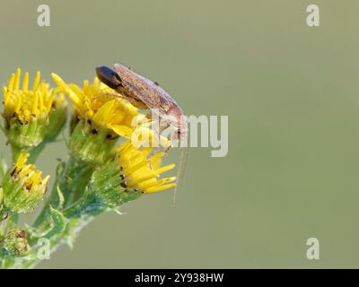 Tawny-Kakerlake (Ectobius pallidus) Weibchen mit einem Eiersack / Ootheca auf der Suche nach Ragkraut (Senecio jacobaea) Blüten, Dorset Heathland, Großbritannien Stockfoto