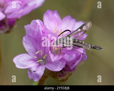 Secondary Clearwing Moth (Pyropteron muscaeforme), eine landesweit seltene Art im Vereinigten Königreich, Nektars on Sea thrift (Armeria maritima) Flowers, Cornwall, UK. Stockfoto