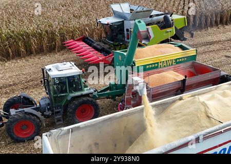Hair, Deutschland. Oktober 2024. Maisernte. Mäher, Häcksler. Übertragung der Maisernte von einem Traktor mit einem Laderaumwagen auf einen Korntransporter, Tieflader. Ein Claas-Mähdrescher am 8. Oktober 2024 auf einem Feld in der Nähe von Haar in Arbeit, mähen ein Maisfeld, ernten, Getreideernte? Quelle: dpa/Alamy Live News Stockfoto